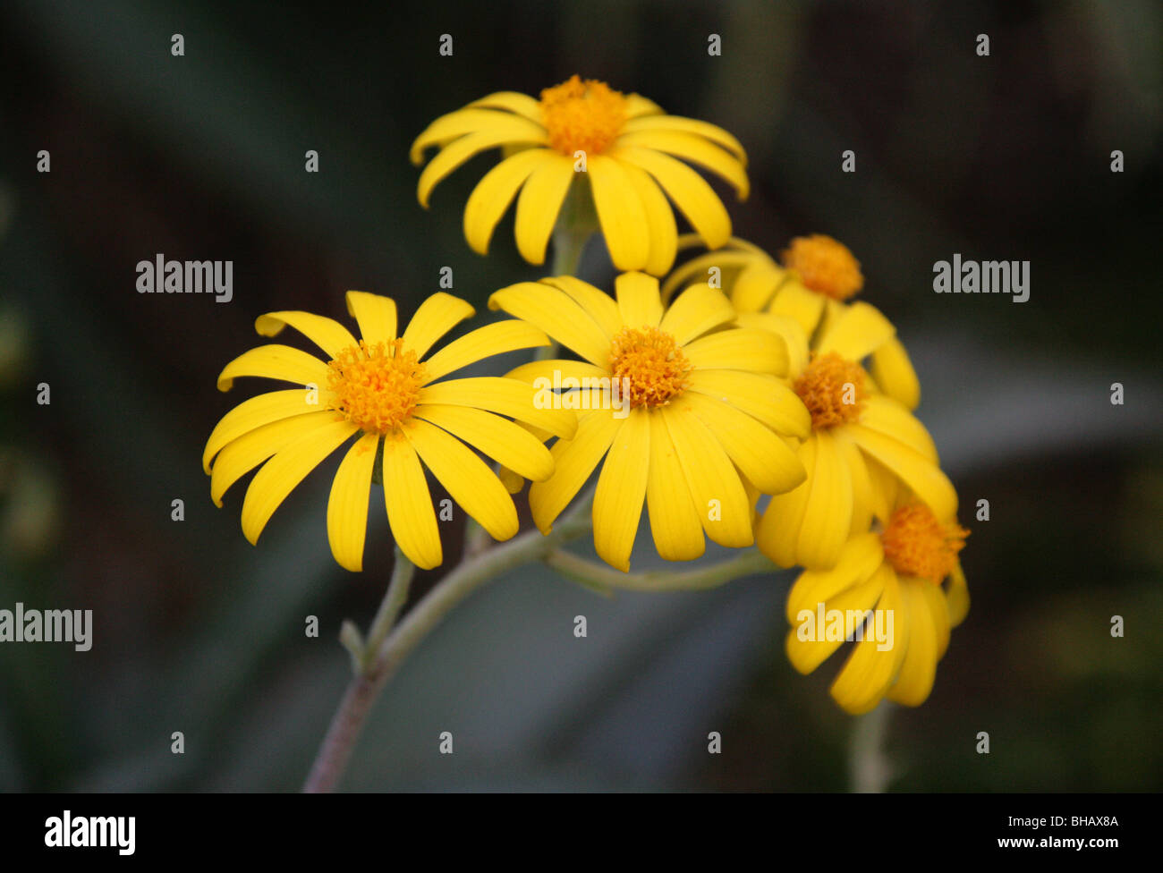 Caputia medley-woodii, Senecio medley-woodii, Asteraceae, Afrique du Sud Banque D'Images