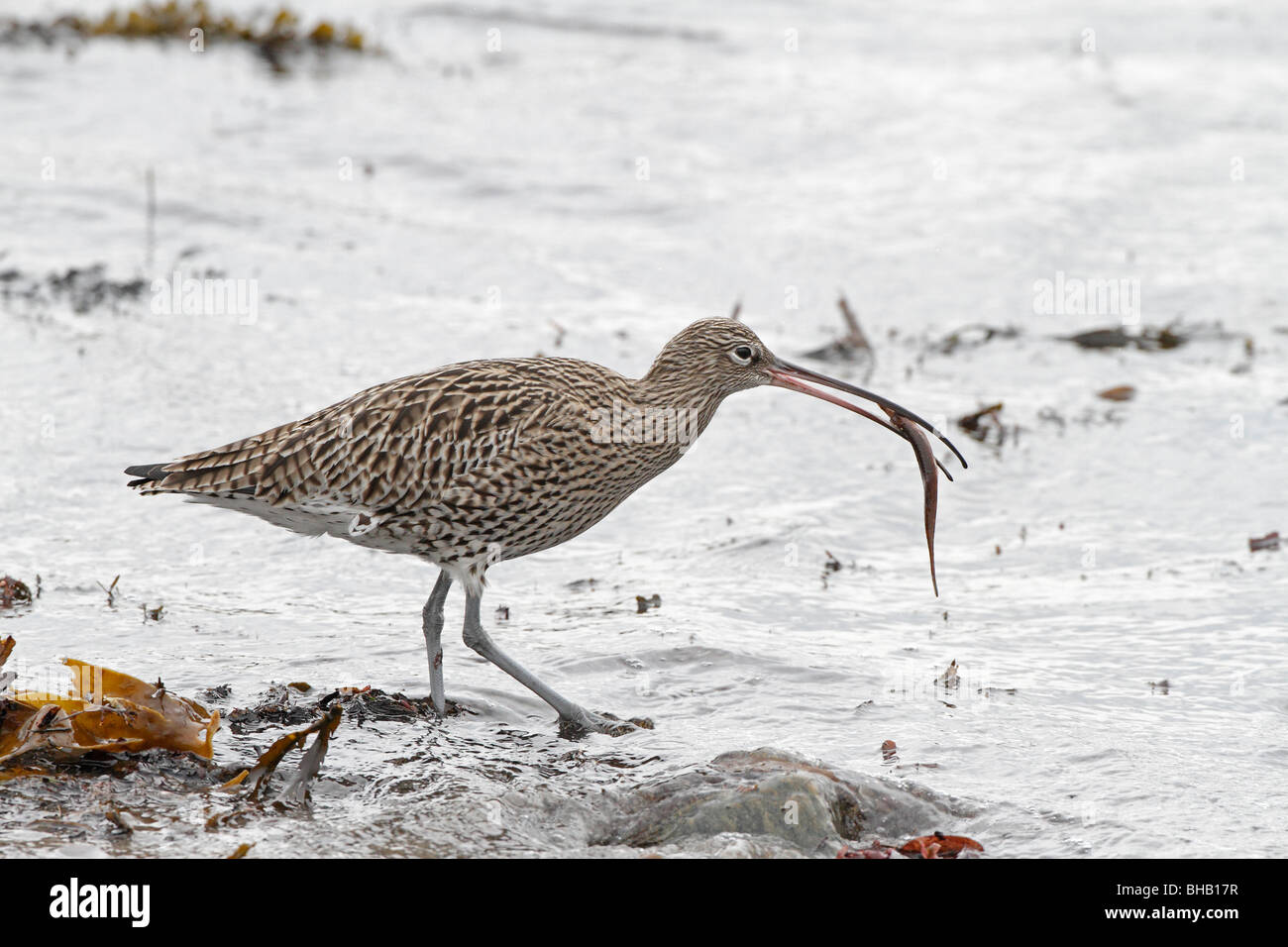Courlis cendré de manger un poisson sur la rive Banque D'Images