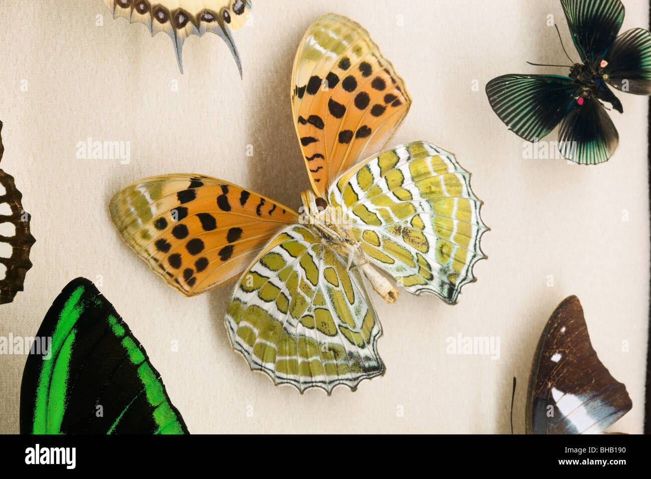 Gros plan du spécimen de papillon en Insectarium Audubon, New Orleans. Banque D'Images