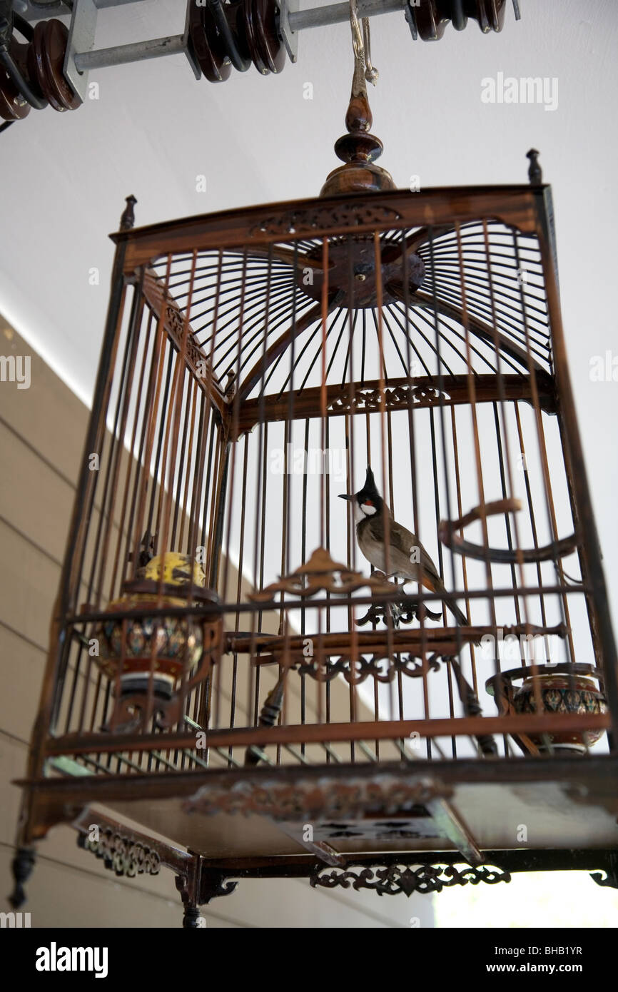 Thai oiseau en cage Photo Stock - Alamy
