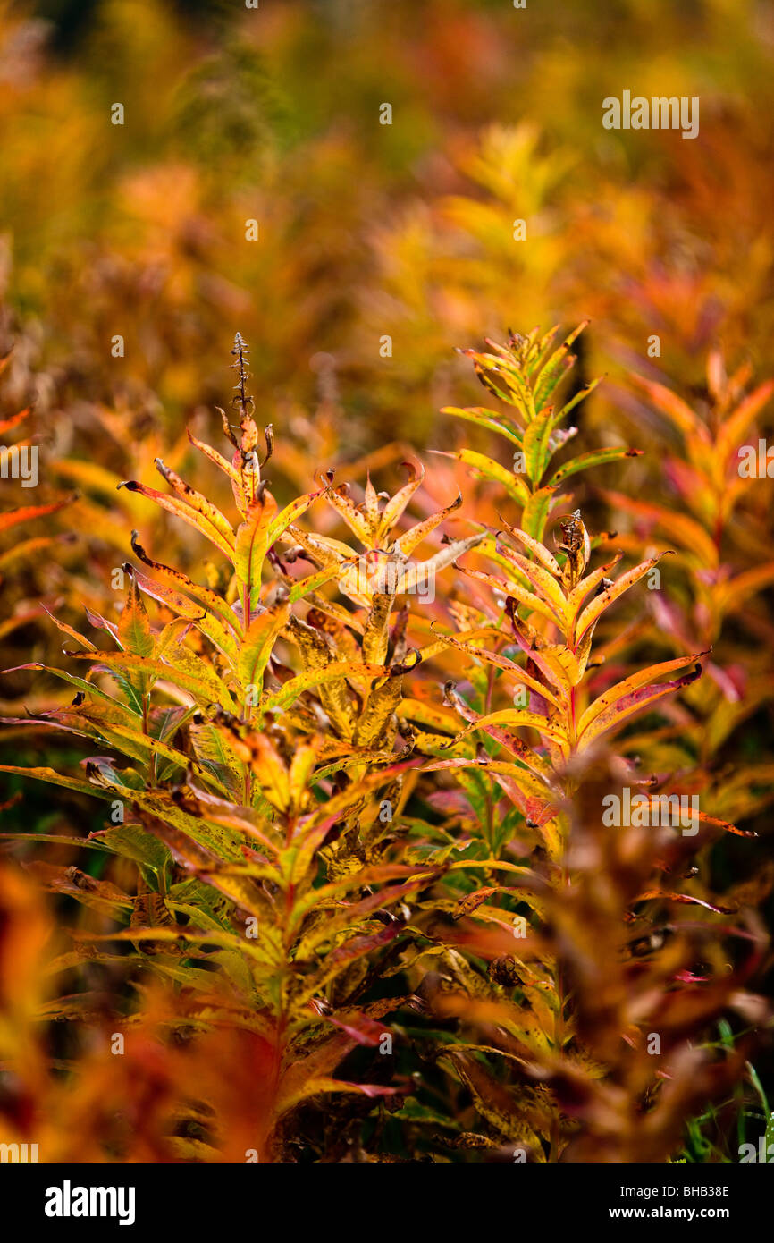 L'épilobe aux couleurs de l'automne, l'île Kodiak, sud-ouest de l'Alaska Banque D'Images