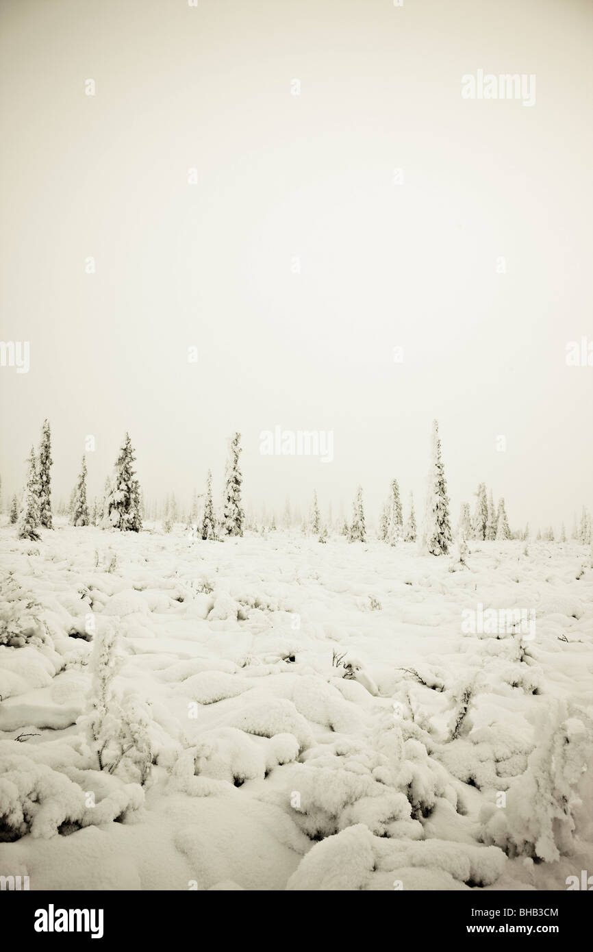 La neige et le givre épinettes couvertes dans le brouillard à Eureaka, Sommet de l'Alaska. Banque D'Images