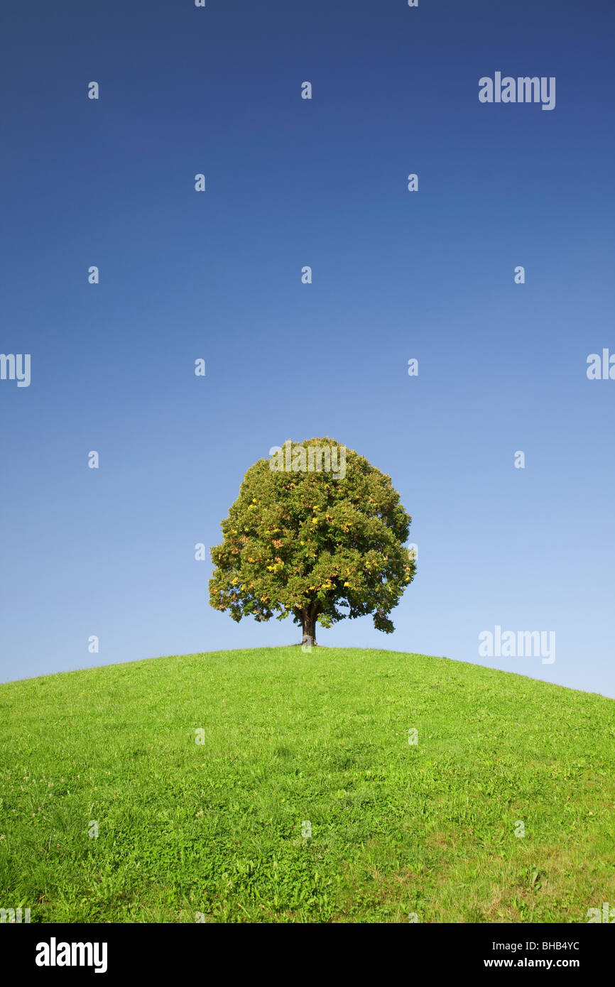 Arbre isolé sur une colline Banque D'Images