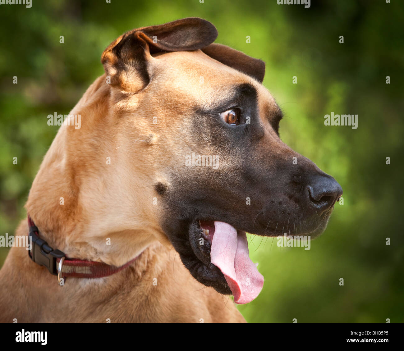 Portrait d'un grand danois Dog à la confondre avec la langue lolling Banque D'Images