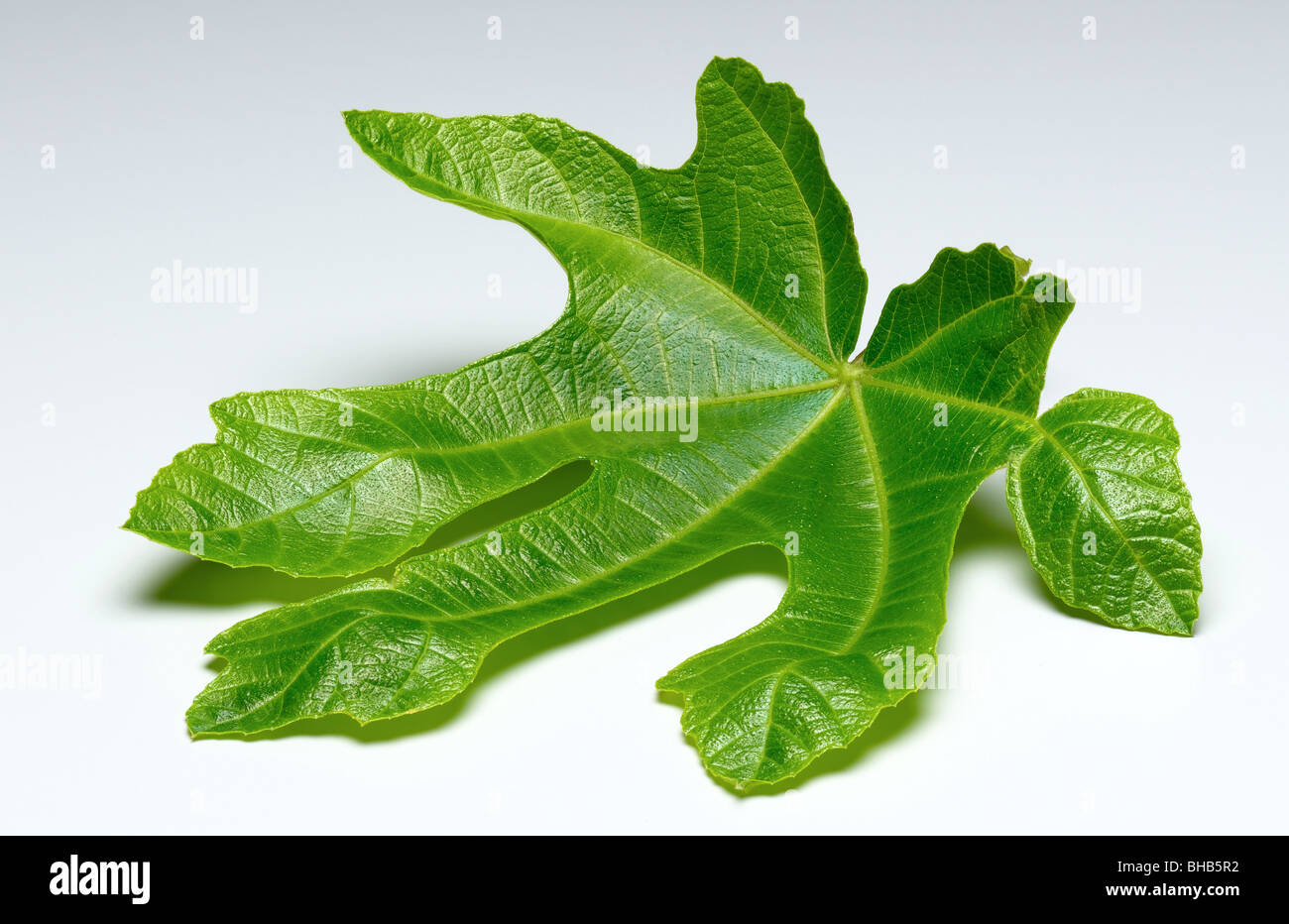feuille de vigne Banque D'Images