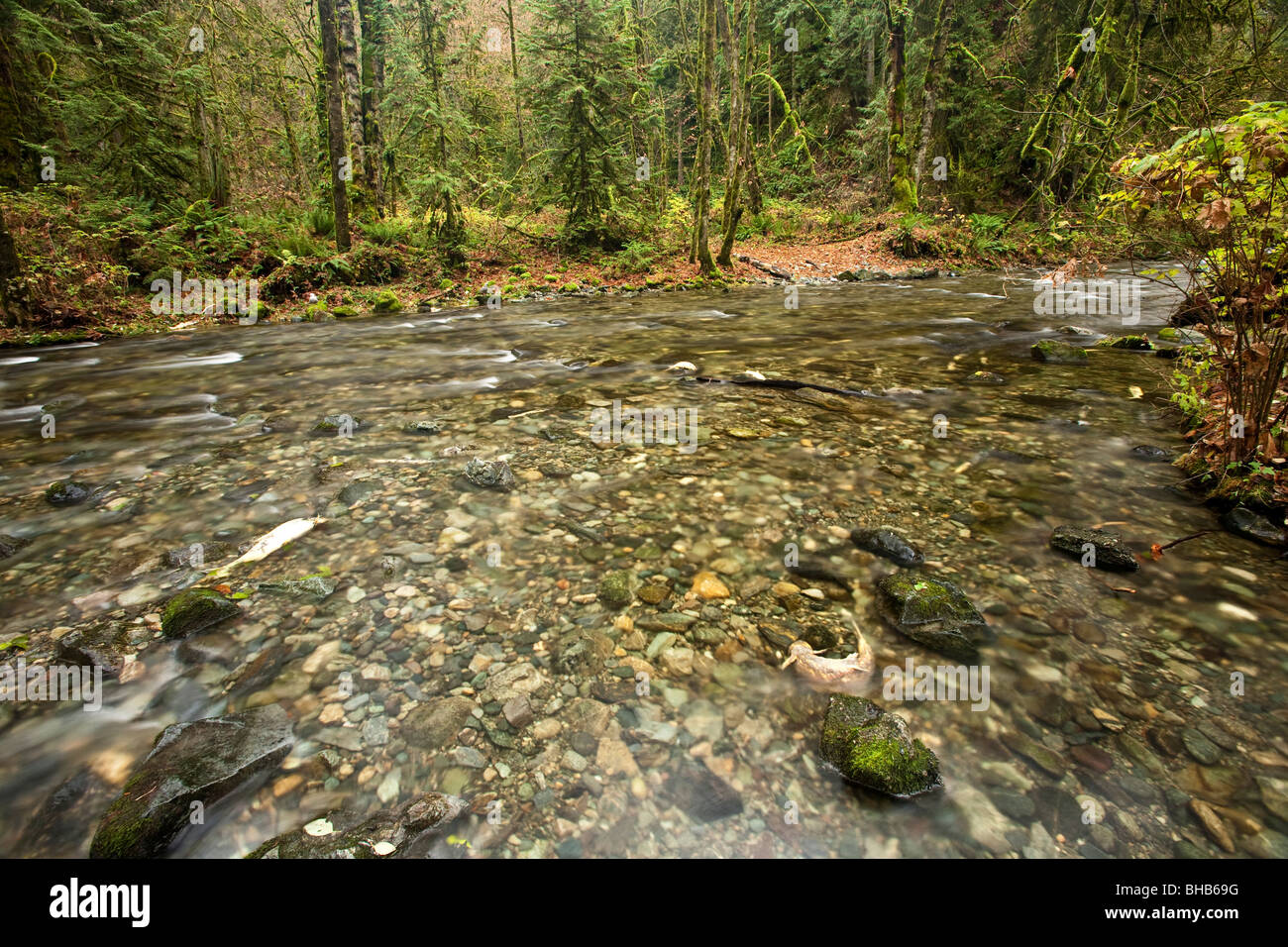 Salmon run à Goldstream Park. L'île de Vancouver, BC, Canada Banque D'Images