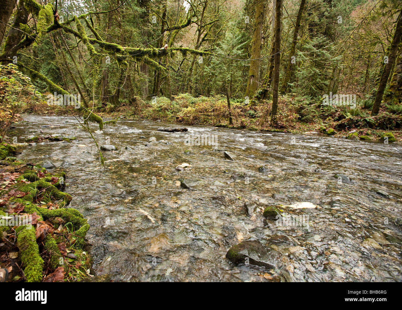 Salmon run à Goldstream Park. L'île de Vancouver, BC, Canada Banque D'Images