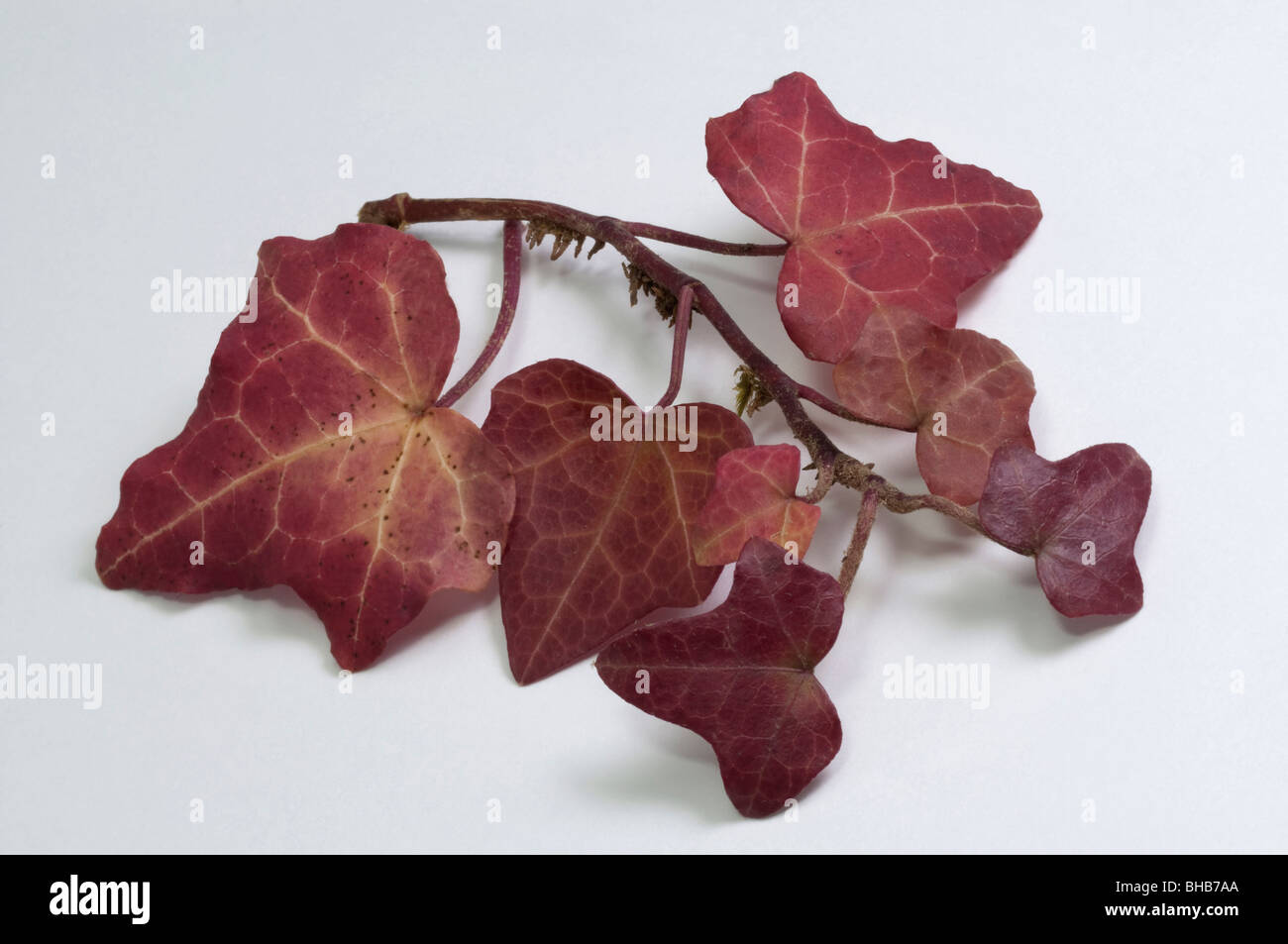 Lierre, le lierre (Hedera helix), branche avec des feuilles en couleurs de l'automne, studio photo. Banque D'Images