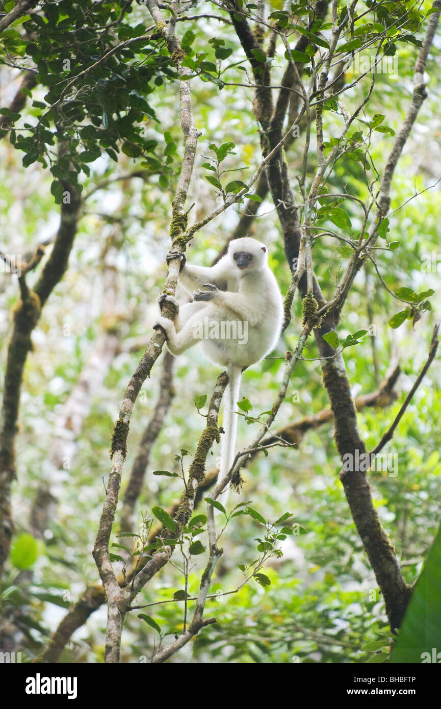Lémurien Propithèque soyeux (Propithecus candidus) en voie de disparition, le Parc National de Marojejy, Madagascar Banque D'Images