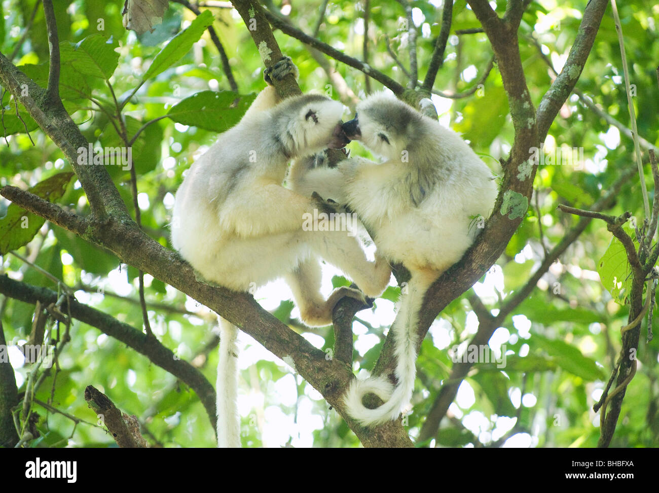 Lémurien Propithèque soyeux (Propithecus candidus) Le Parc National de Marojejy, la disparition de Madagascar Banque D'Images