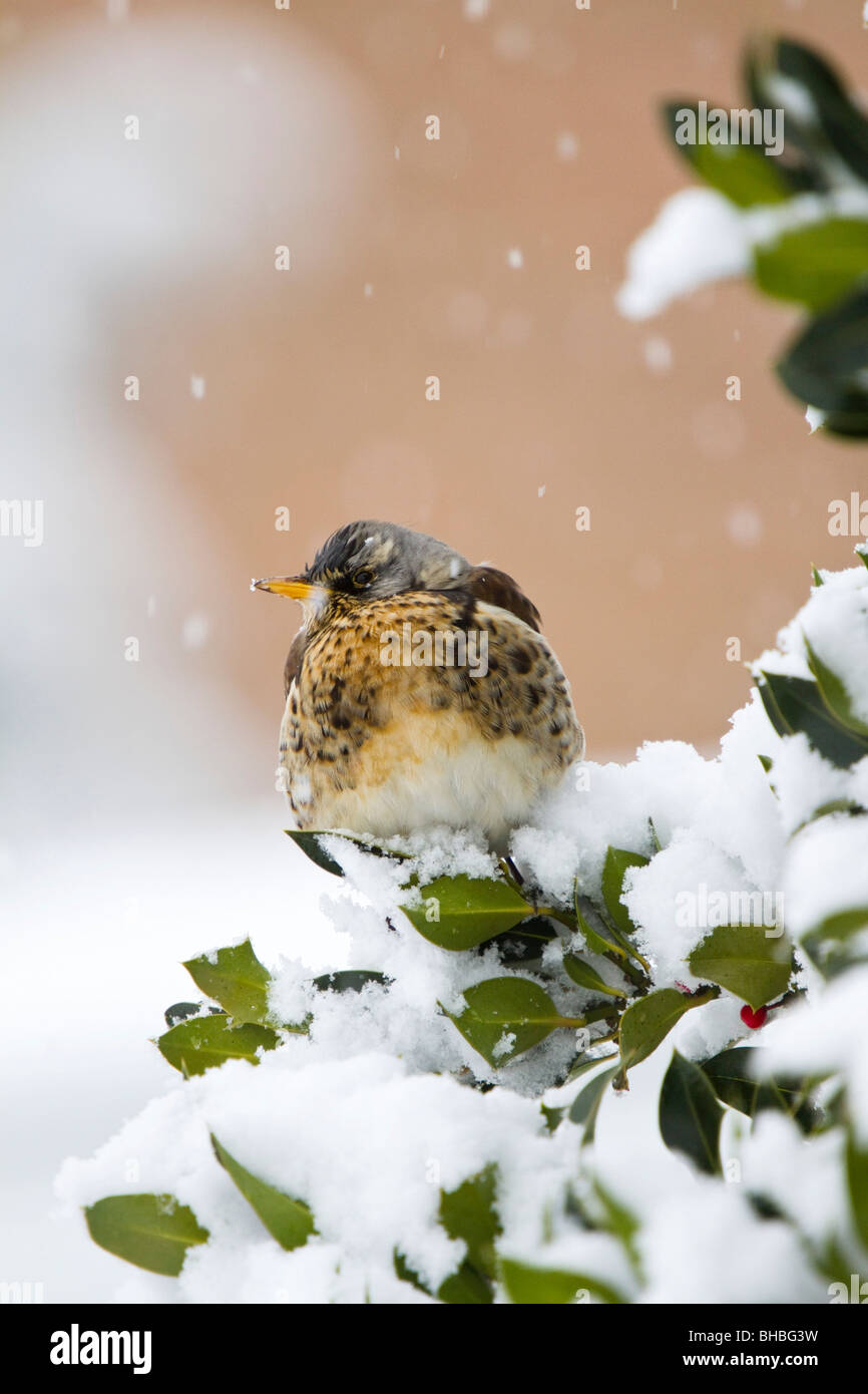 F Turdus ; Fieldfare ; sur holly bush ; York Banque D'Images