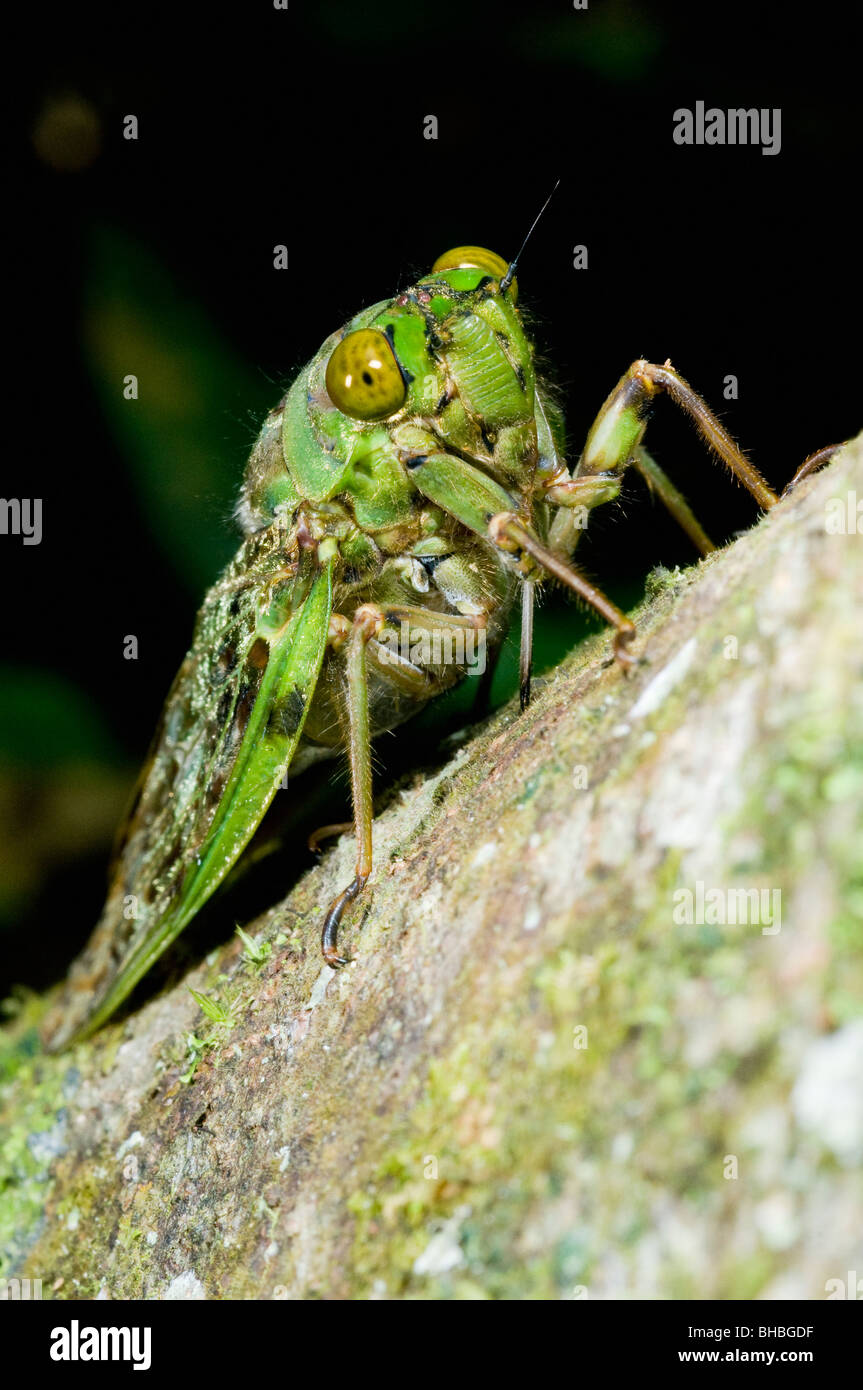 Cigale adhère au tronc de l'arbre de la forêt tropicale, le Camp 1, le Parc National de Marojejy, Madagascar Banque D'Images