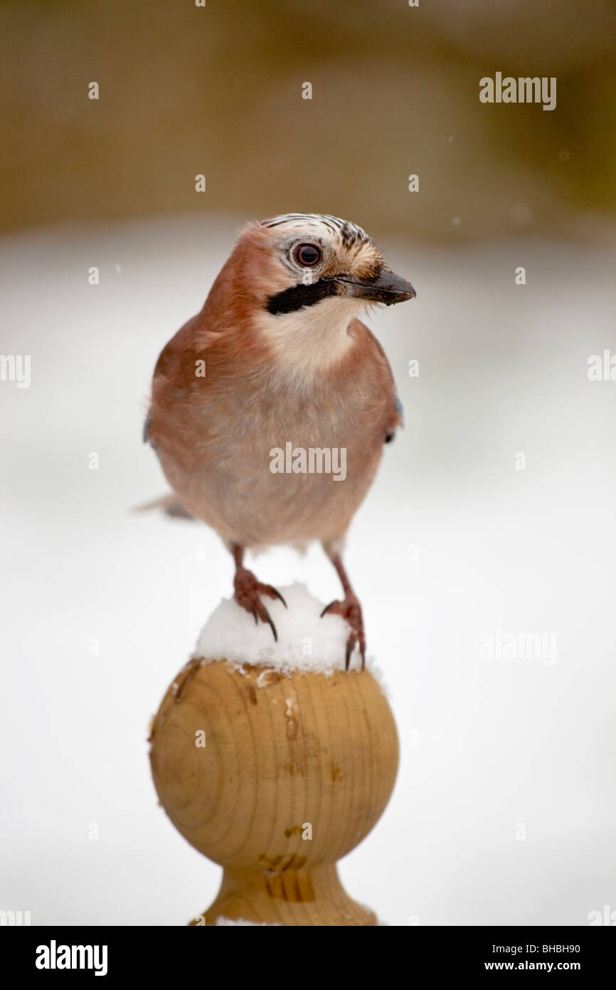 Jay Garrulus ; glansarius ; dans la neige sur piquet Banque D'Images