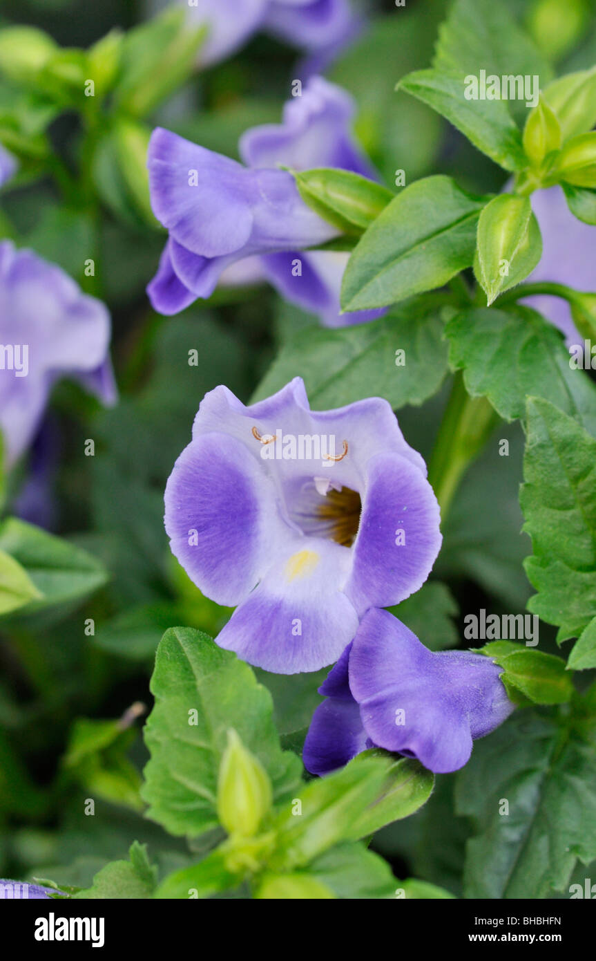 Fleur de triangle (Torenia fournieri 'indigo moon') Banque D'Images