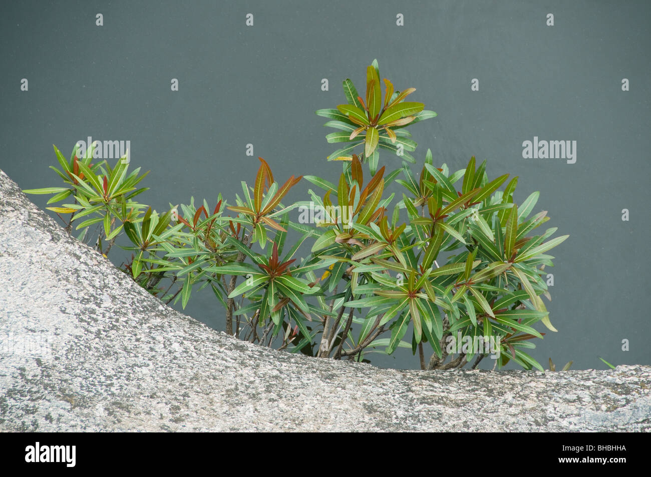 Soihy plante le long de la rivière rocheuse couverte, Mahanara, nord-est de Madagascar Banque D'Images