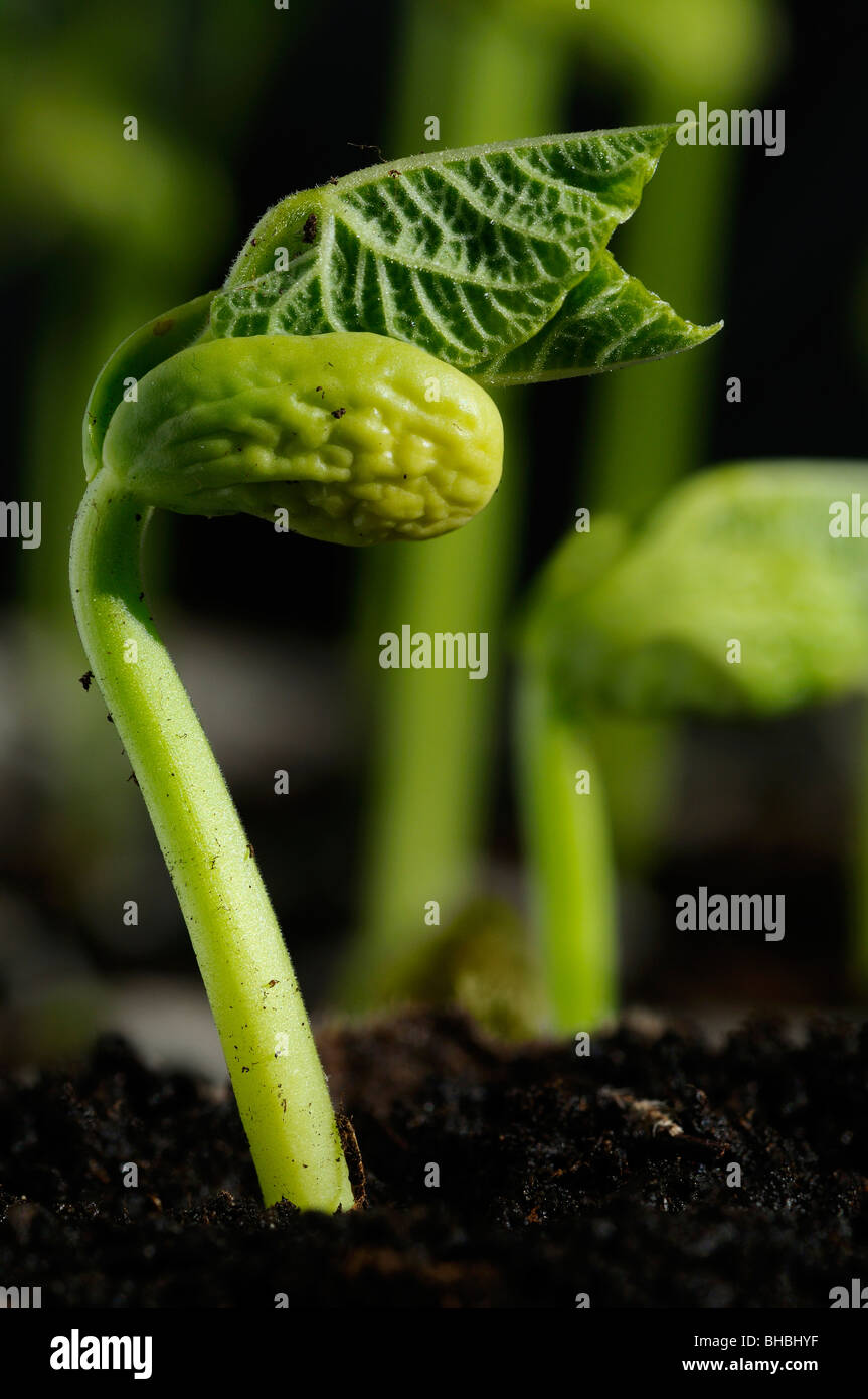 Germes de Bush en soleil émergent avec une nouvelle croissance de la terre dans un jardin de printemps Banque D'Images