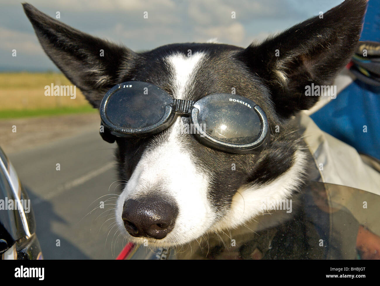Doggles pour chien top