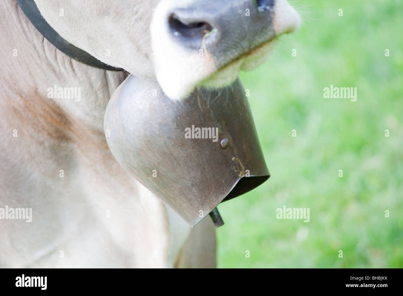 Close up of bell sur une vache simmental, Suisse Banque D'Images