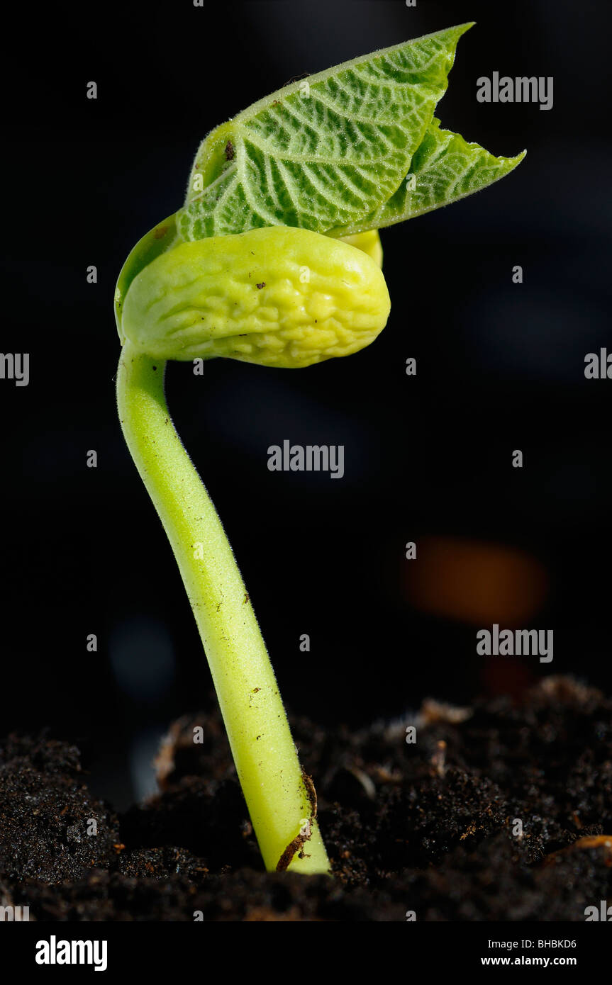 Les fèves germées bush avec la nouvelle croissance de la terre de soleil au printemps Banque D'Images