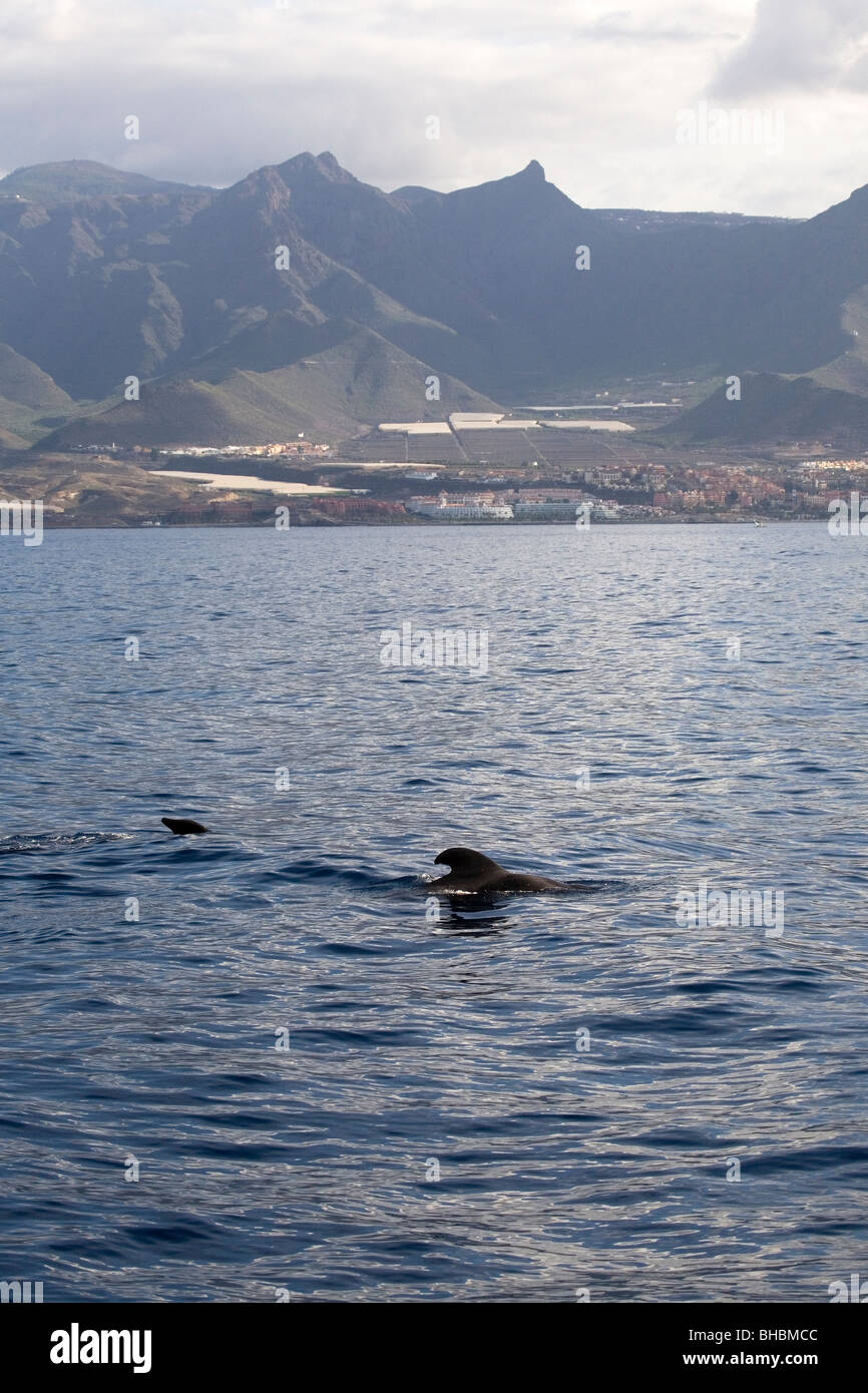 Les ailettes de deux courtes-globicéphale noir (Globicephala macrorhynchus) peut être vu à l'extérieur de l'île de Tenerife. Banque D'Images