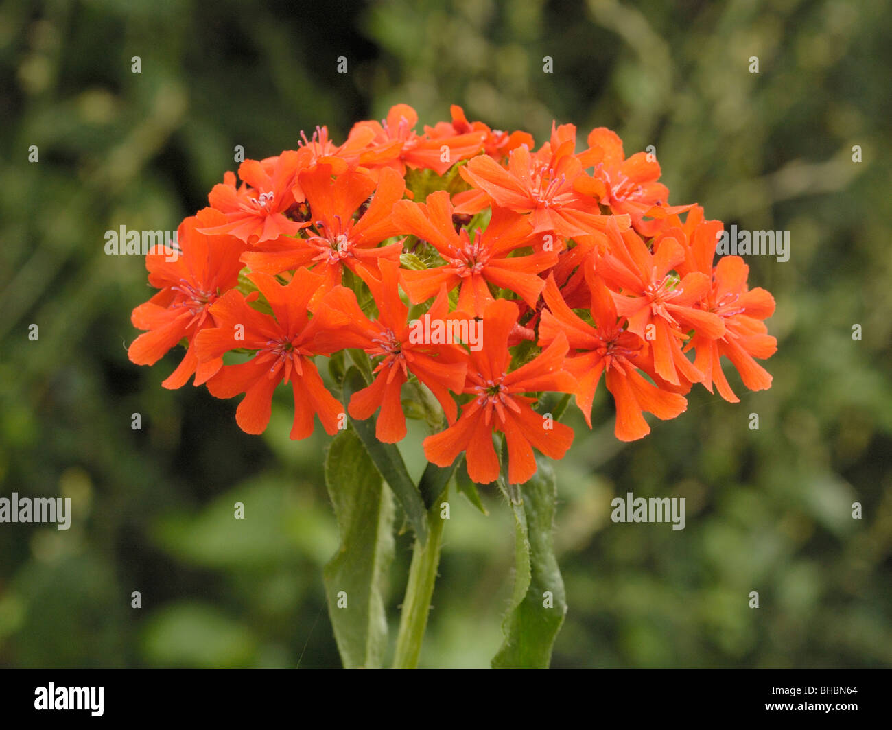 Maltese-Cross lychnis chalcedonica, fleur Banque D'Images