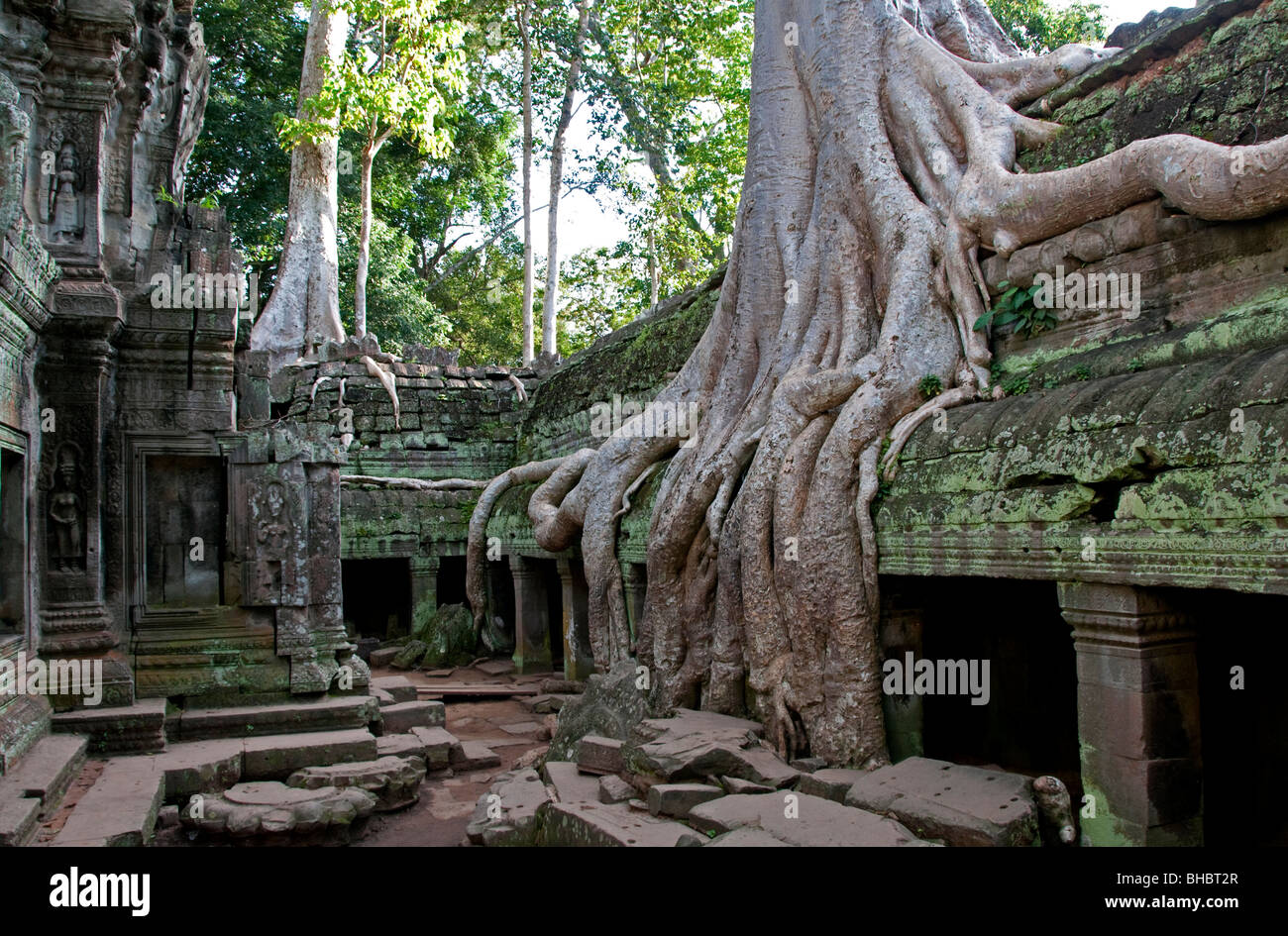 Les racines des arbres couvrant les ruines de Ta Prohm à Angkor Wat, au Cambodge Banque D'Images