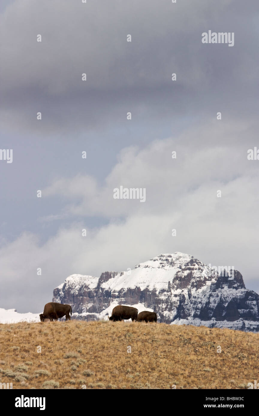 Le bison, Lamar Valley Parc National de Yellowstone. Montagnes Absaroka. Banque D'Images