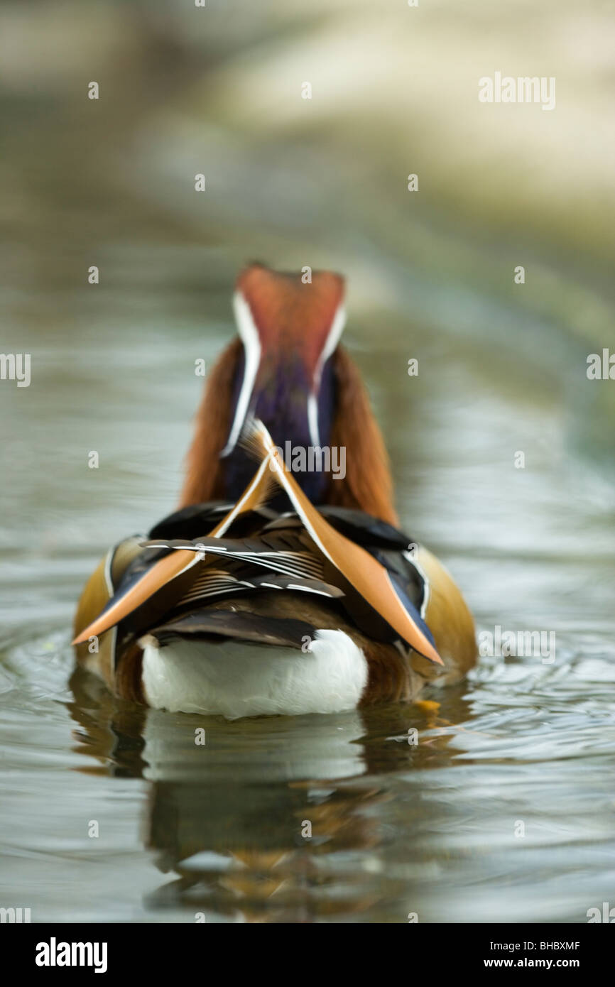 Canard mandarin (Aix galericulata). Drake, en plumage nuptial, la natation voiture vue arrière, montrant "tertiaires", la voile' plumes des ailes. Banque D'Images