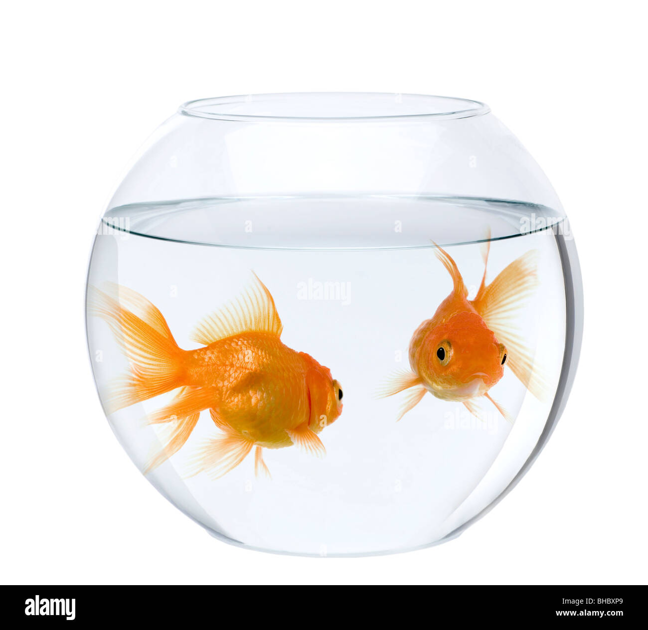 Deux poissons rouges en aquarium, in front of white background Banque D'Images