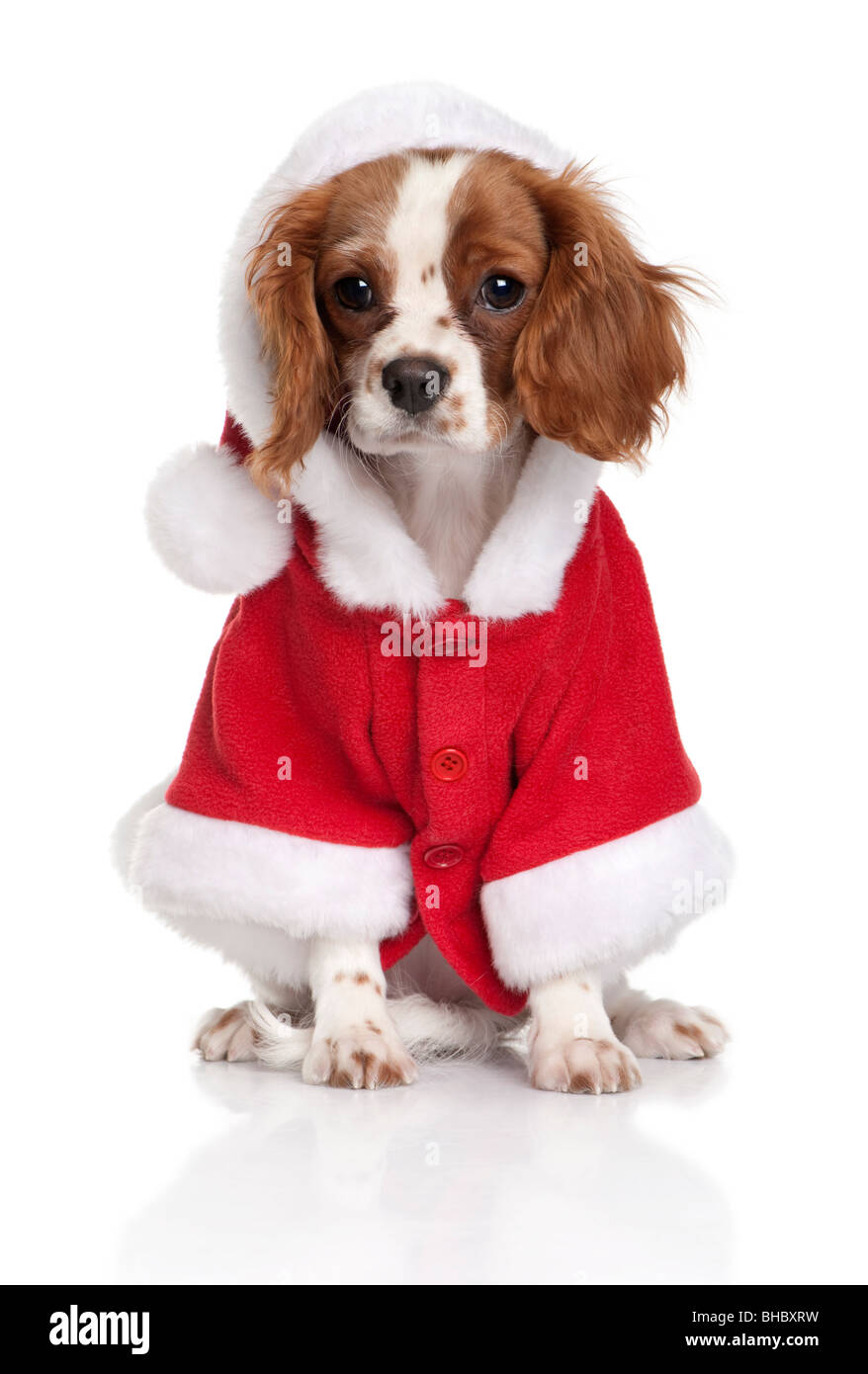 Portrait du Cavalier King Charles Spaniel puppy, 4 mois, habillé en manteau  Santa in front of white background Photo Stock - Alamy