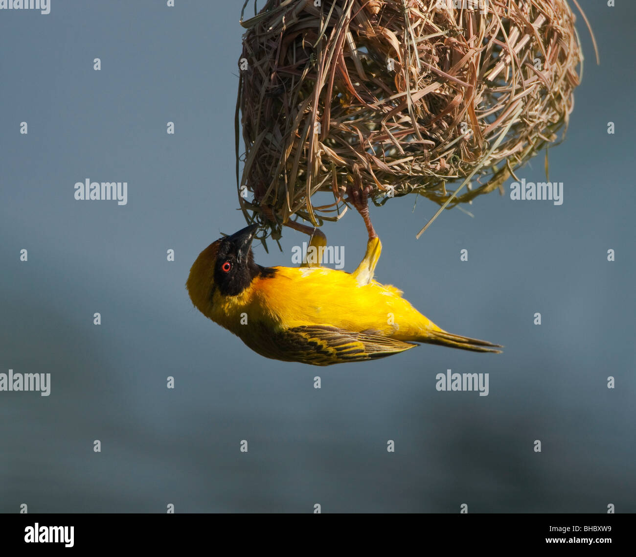 La construction de nids weaver Banque D'Images