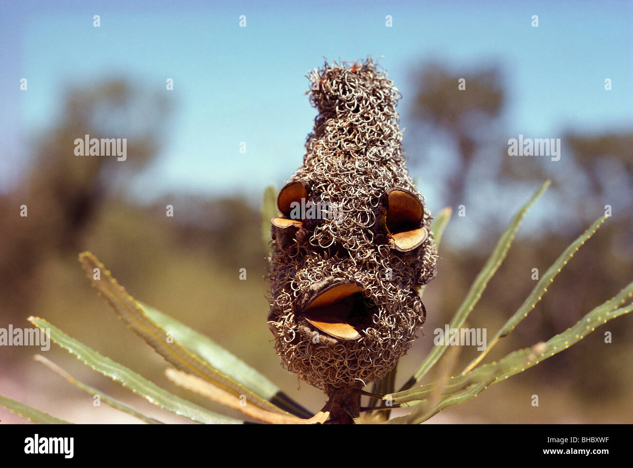 Cône de graines de Banksia en Australie-- 'Le ténor' Banque D'Images