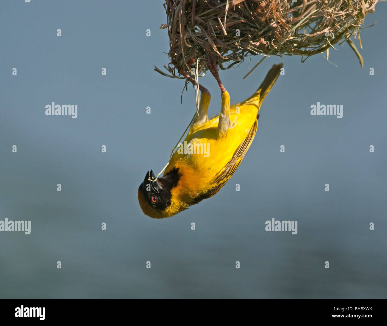 La construction de nids weaver Banque D'Images