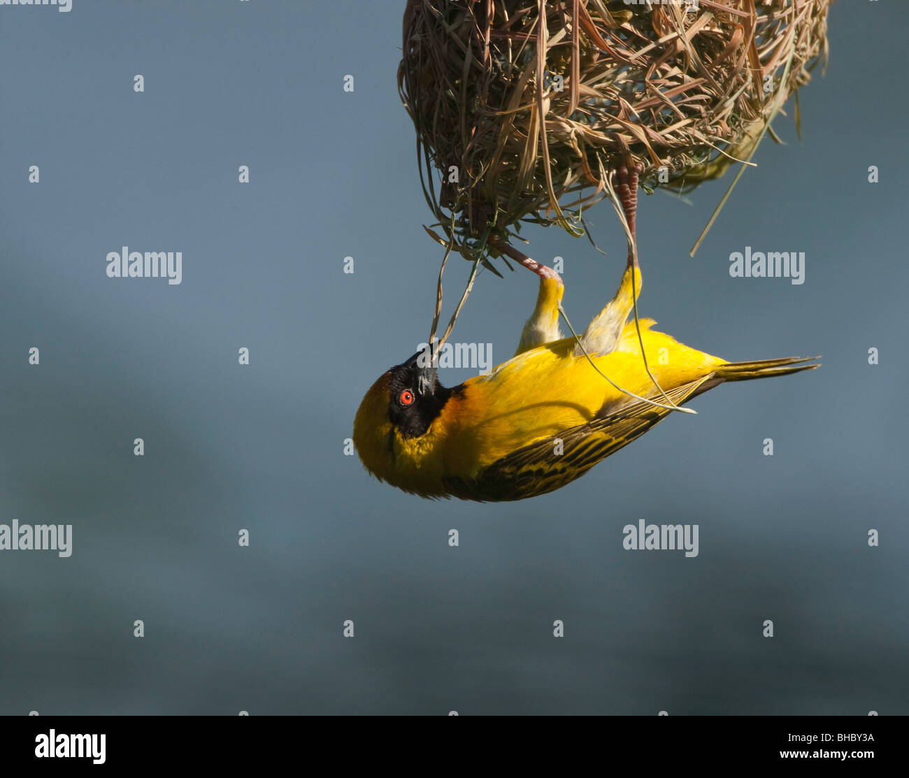 La construction de nids weaver Banque D'Images