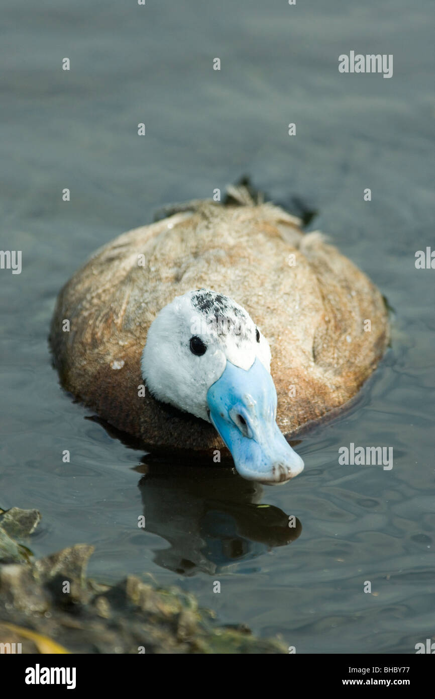 Raide à tête-queue (Oxyura leucocephala). Préoccupé par l'arrivée d'échappé d' Amérique du Nord en Europe et l'hybridation avec cette sp. Banque D'Images