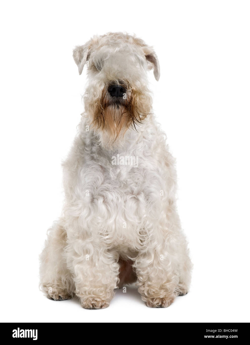 Soft-Coated Wheaten Terrier, 3 ans, in front of white background Banque D'Images