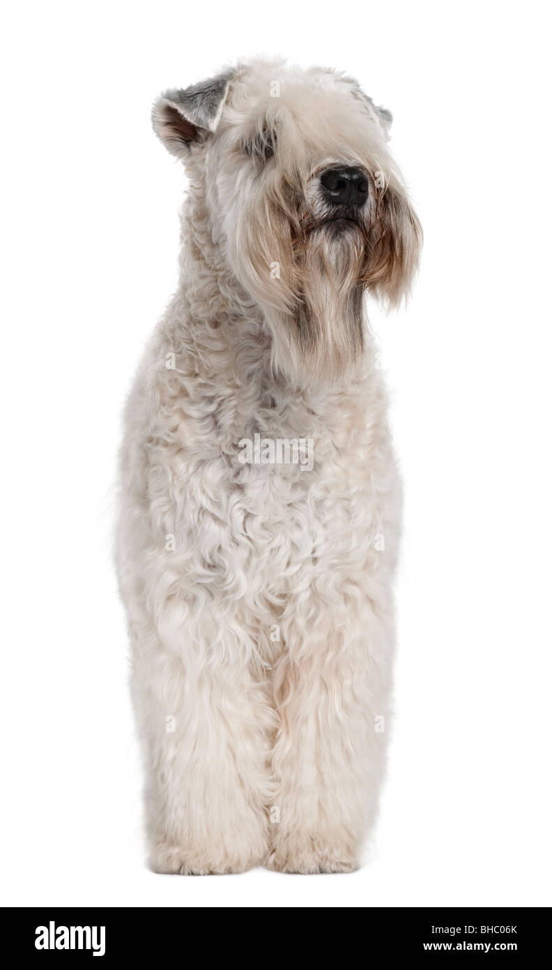 Soft-Coated Wheaten Terrier, 1 ans, in front of white background Banque D'Images