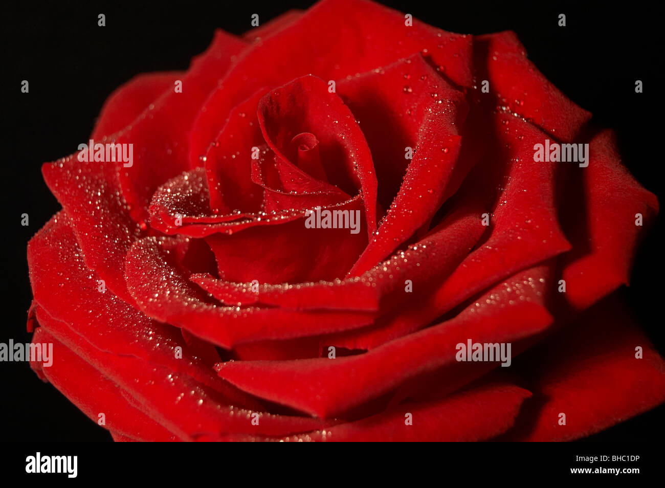 Une rose rouge couverte de gouttelettes d'eau sur fond noir Banque D'Images