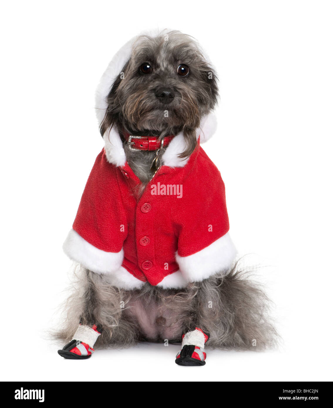 Cocktail D Amour Dog In Santa Outfit 4 Ans In Front Of White Background Photo Stock Alamy