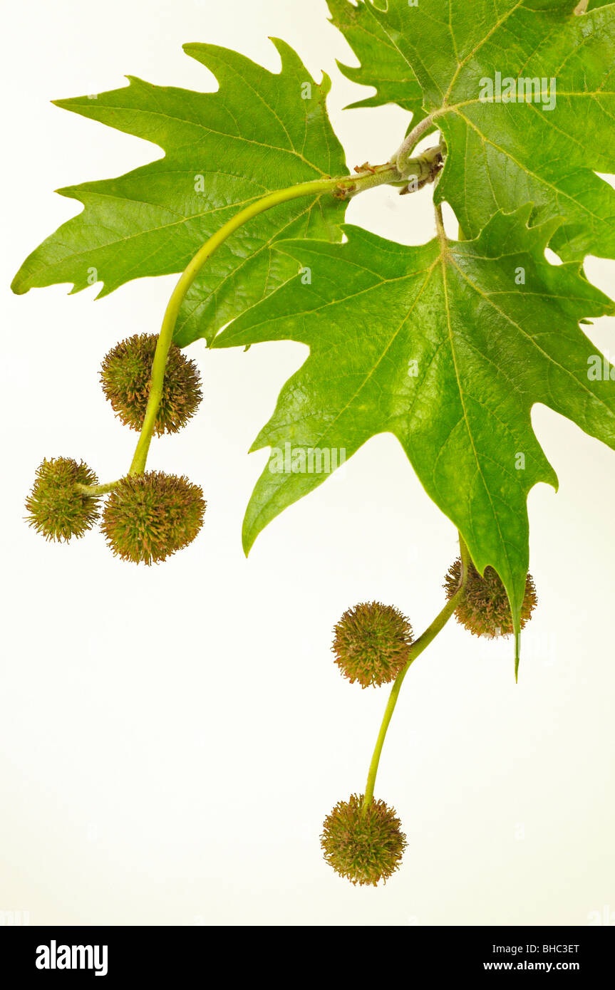 Avion à destination de Londres (Platanus x acerifolia, Platanus x hispanica). Avec des feuilles des rameaux et des fleurs femelles. Banque D'Images