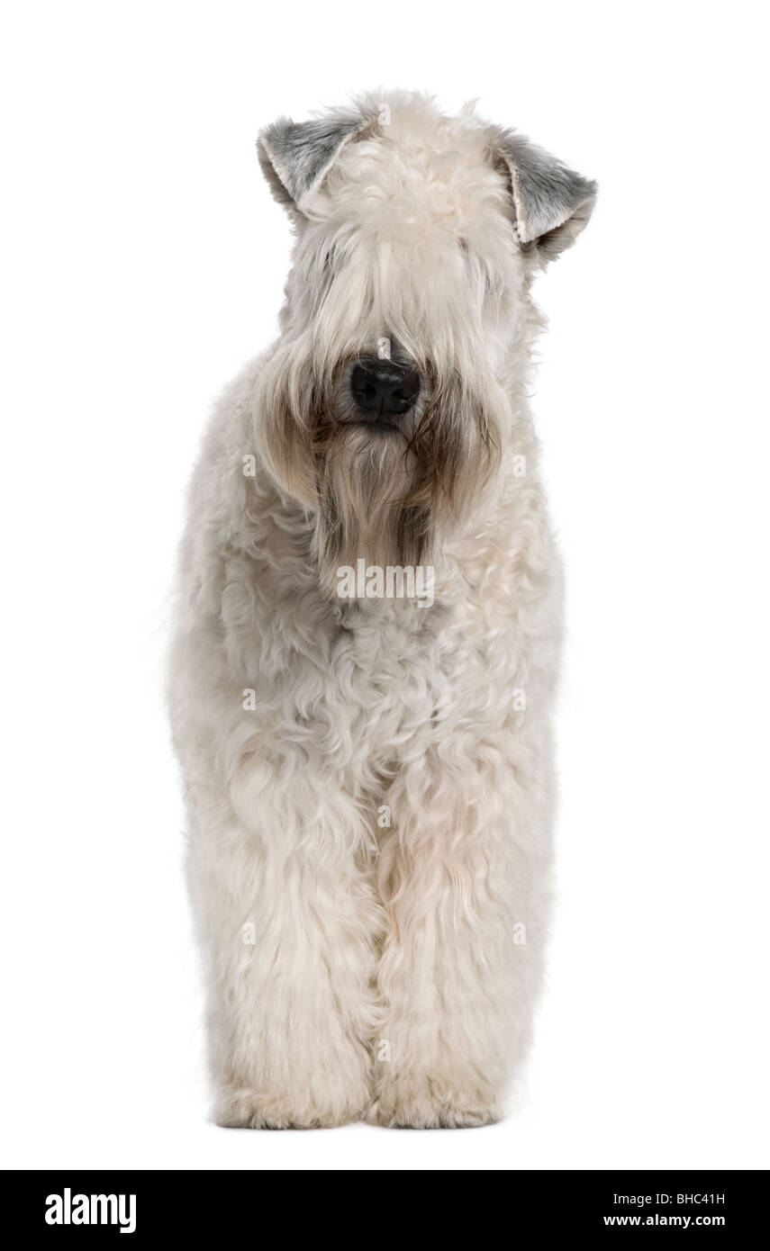 Soft-Coated Wheaten Terrier, 1 ans, in front of white background Banque D'Images