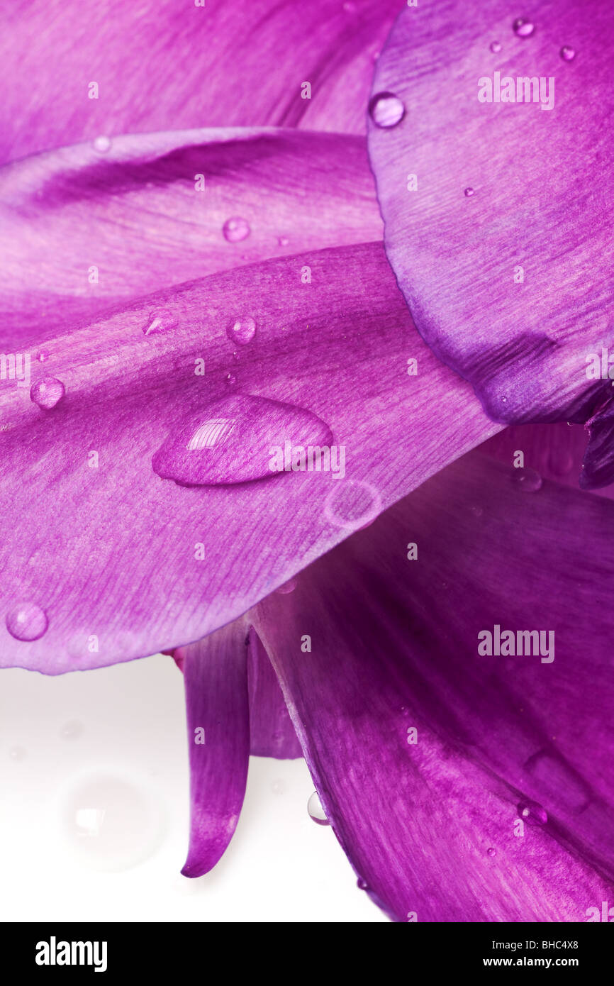 Purple tulip petals isolé sur fond blanc Banque D'Images
