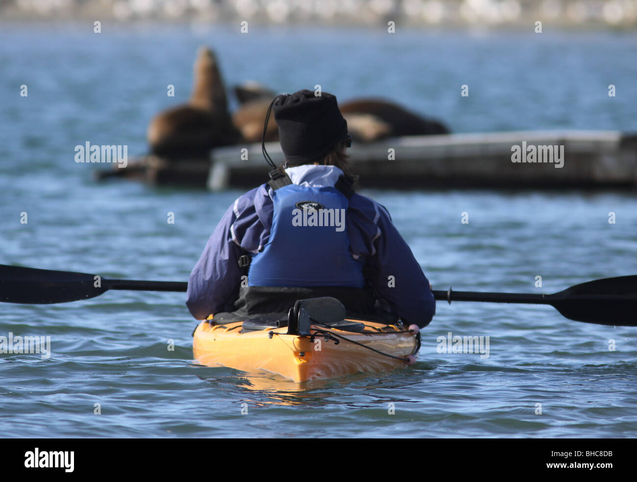 Kayakiste femme Elkhorn Slough de lions de mer de Californie Banque D'Images