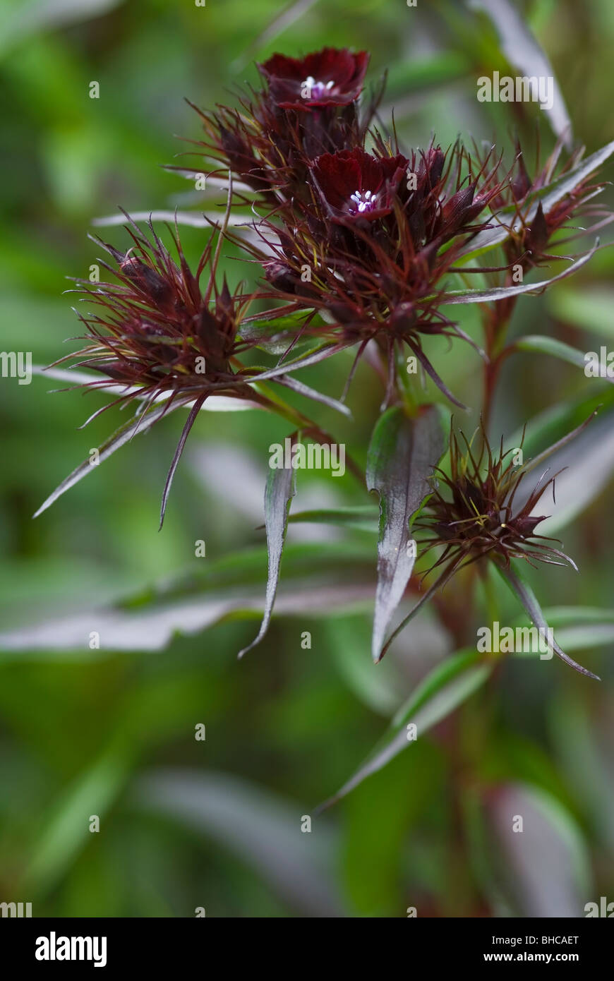 DIANTHUS BARBATUS PUFFIN Banque D'Images