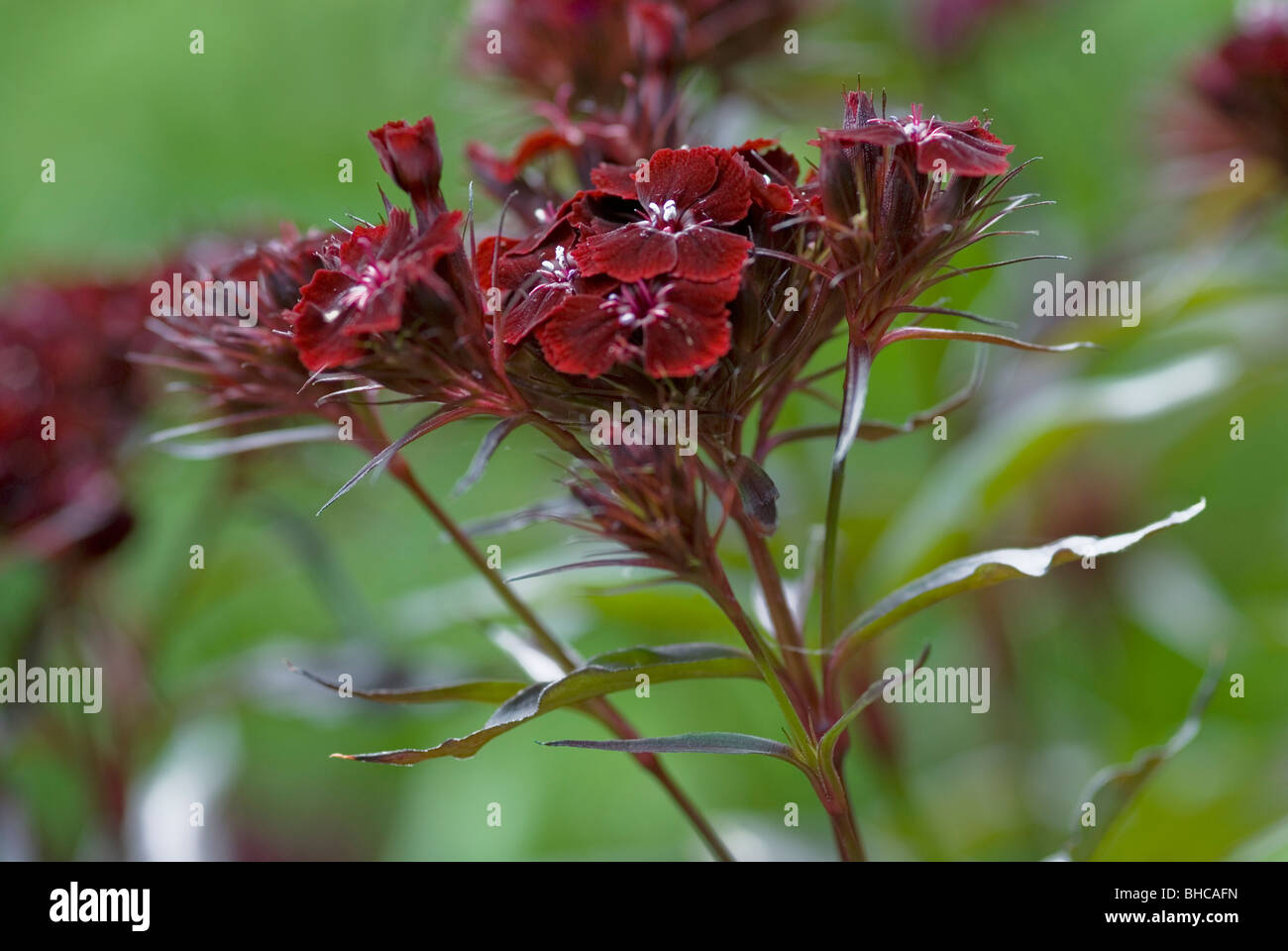 DIANTHUS BARBATUS PUFFIN Banque D'Images