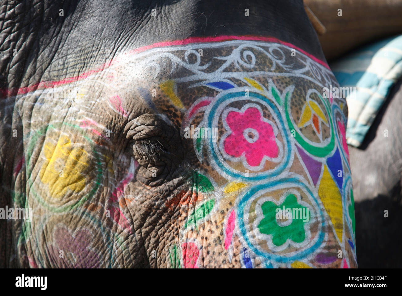 Gros plan d'un éléphant indien peint, Jaipur, Inde Banque D'Images