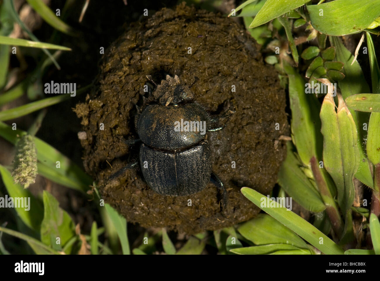 Rouler une boule de bouse Banque de photographies et d’images à haute résolution Alamy