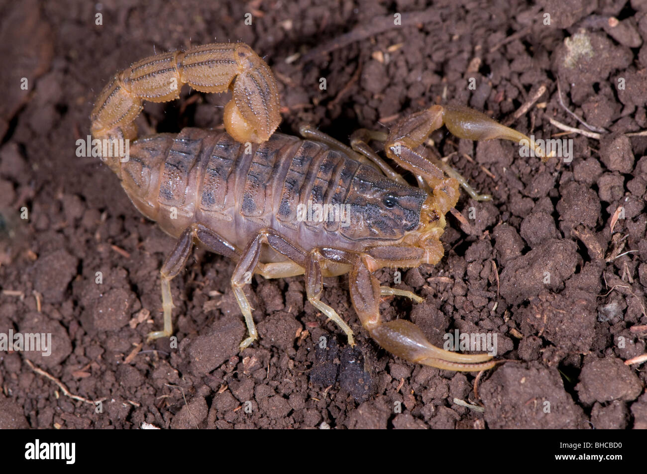 Hottentota scorpion, photographié en Tanzanie, Afrique Banque D'Images