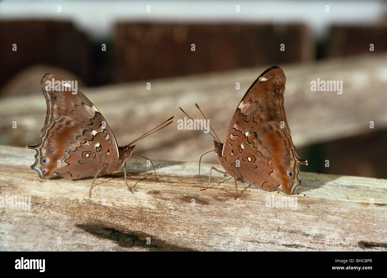 Historis acheronta : Pieridae, papillons, aux divers modèles dans les ailes. Banque D'Images