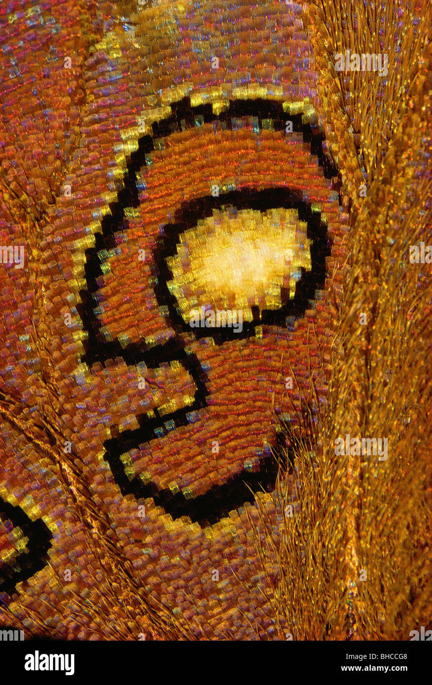 Détails sur Nymphalidae : Historis acheronta, papillon, schéma d'un visage d'un Cyclope. Banque D'Images